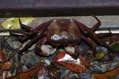 Geothelphusa tenuimanus