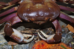 Geothelphusa tenuimanus