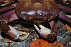 Geothelphusa tenuimanus