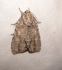 Acronicta ovata