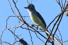 Myiarchus phaeocephalus