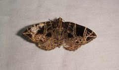 Gandaritis atricolorata