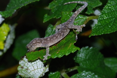 Hokou Gecko photo 2