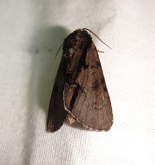 Acronicta funeralis