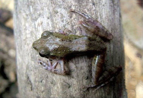 Gephyromantis atsingy
