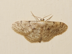 Idaea inquinata