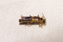 Trypherus latipennis