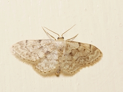 Idaea inquinata