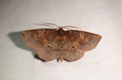 Metarranthis angularia