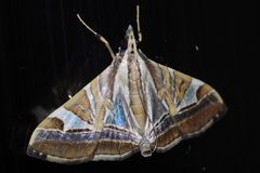 Agrioglypta itysalis