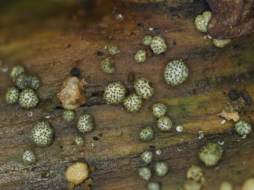 Gelatinöser Kugelpustelpilz