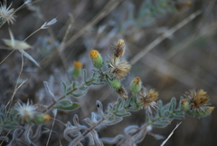 Heterotheca sessiliflora echioides