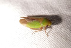 Ponana