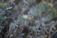 Heterotheca sessiliflora echioides