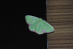 Comibaena procumbaria