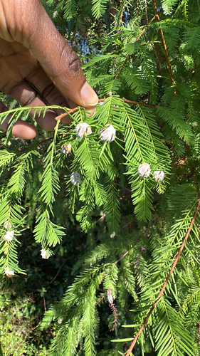Unknown species found near Pooler, GA, US
