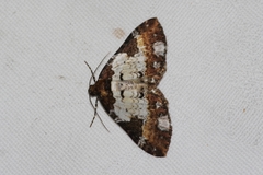 Melanthia catenaria