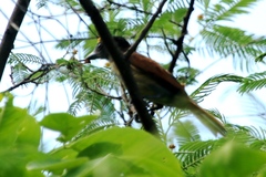 Pachyramphus homochrous