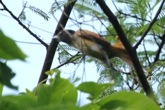 Pachyramphus homochrous