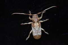 Pterolophia annulata