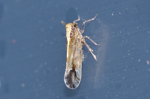 sugarcane leafhopper