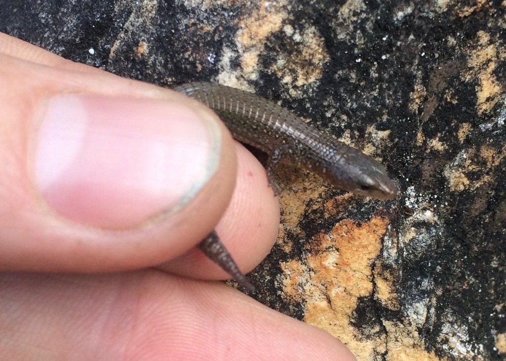 Petracola waka