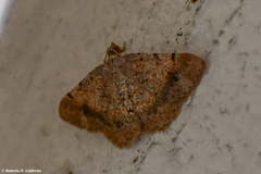 Frederickia flaviterminata