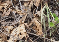 Microlophus arenarius