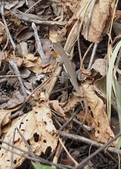 Microlophus arenarius