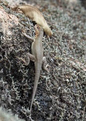 Microlophus arenarius