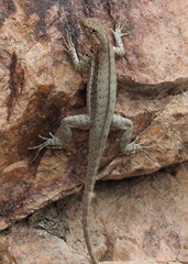 Microlophus arenarius