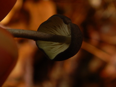 Entoloma serrulatum