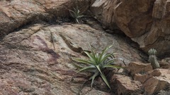 Microlophus arenarius