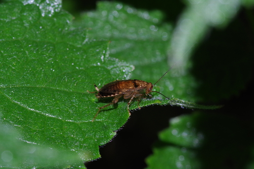 Margattea satsumana · iNaturalist