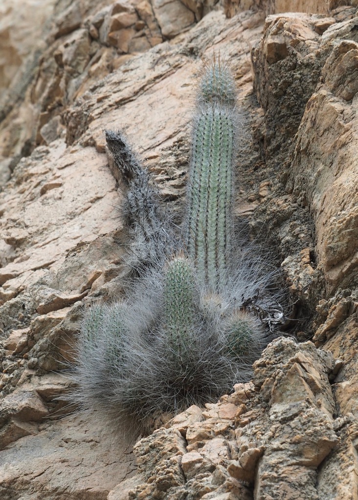 Espostoa blossfeldiorum