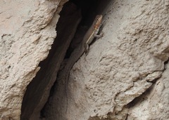 Microlophus arenarius