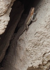 Microlophus arenarius