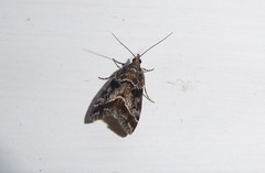 Eudonia legnota