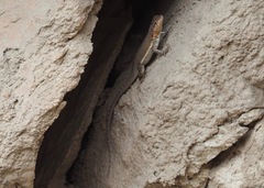 Microlophus arenarius