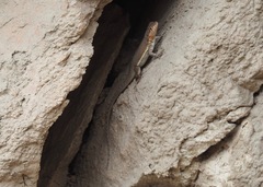 Microlophus arenarius