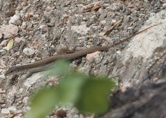 Chachapoyas Ameiva photo 4