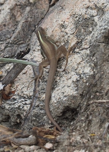 Chachapoyas Ameiva