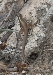 Chachapoyas Ameiva photo 2