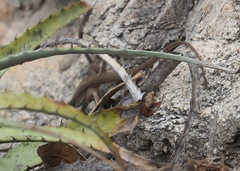 Chachapoyas Ameiva photo 5