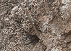 Microlophus arenarius