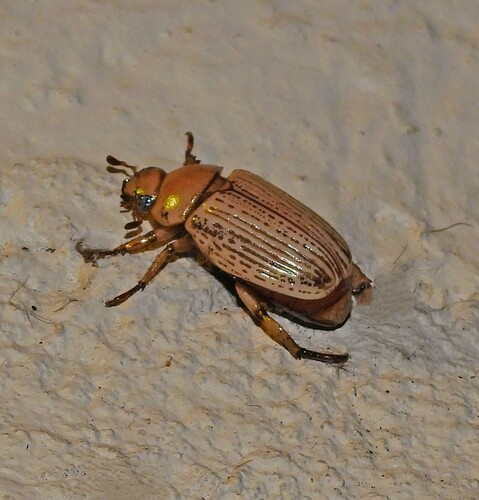 Pelidnota crassipes