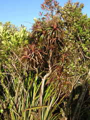 Dracophyllum traversii