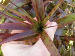 Dracophyllum traversii