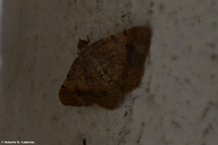 Frederickia flaviterminata