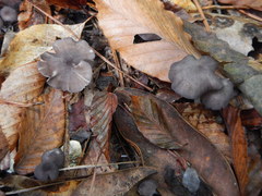 Entoloma serrulatum